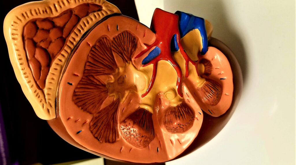 plastic lifelike diagram of kidneys