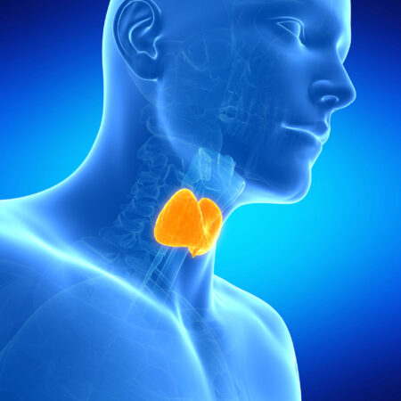 digital rendition of the thyroid