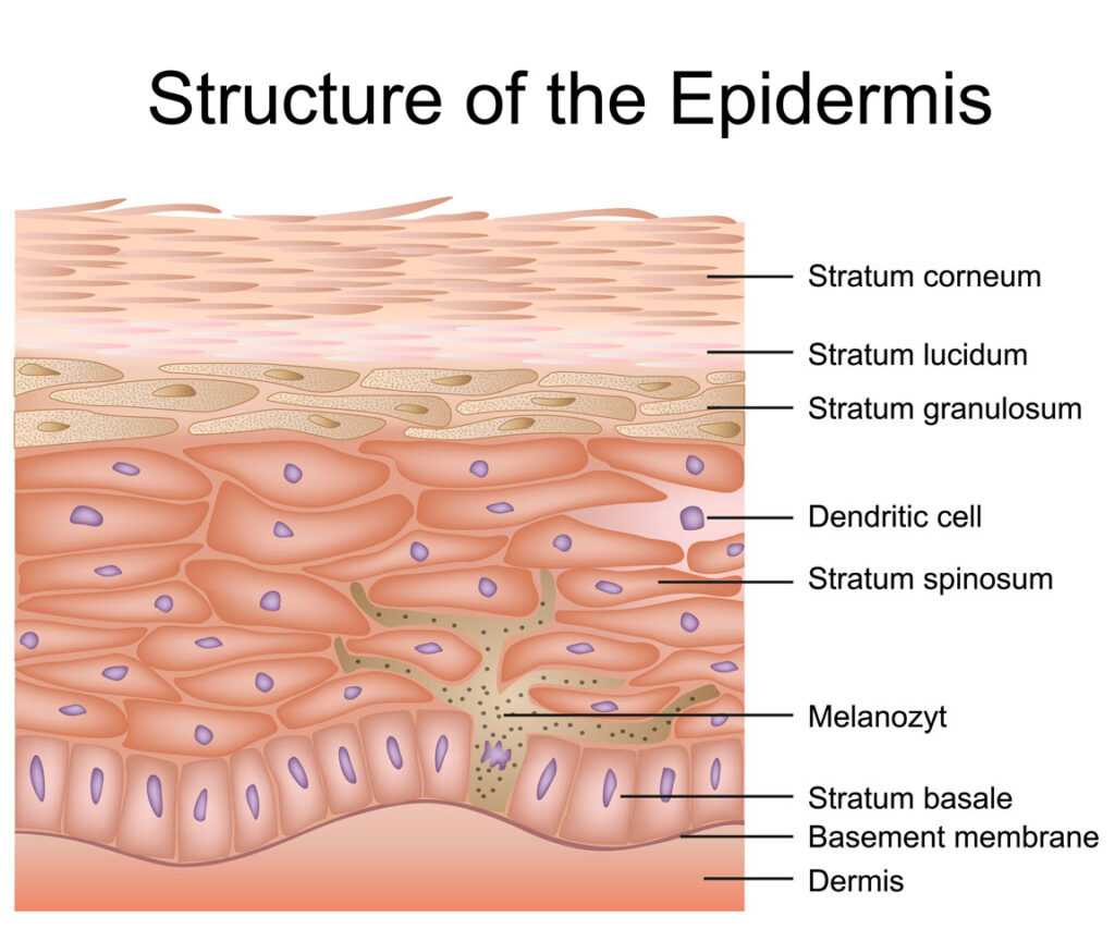 digital representation of the epidermis